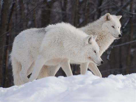 Arctic Wolf Pgcps Mess Reform Sasscer Without Delay
