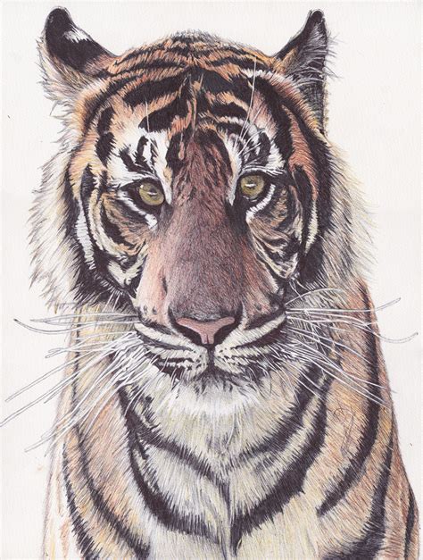 Realistic Tiger Ballpoint Pen Drawing On Behance