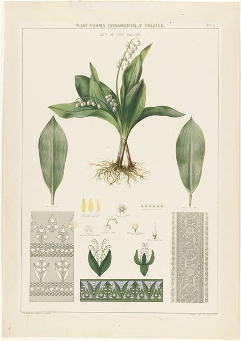 Plant Forms Ornamentally Treated Lily Of The Valley Vintage Botanical