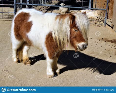 Miniature Pony Horse Stock Image Image Of Ranch California 242433111