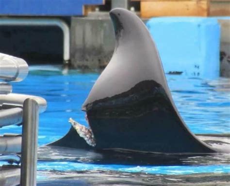 Katina An Orca Who Lives At Seaworld Orlando Has Suffered A