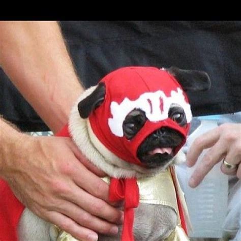 Luchador Pug Is Ready To Hit The Mat Pugs Cute Pugs Pugs Funny