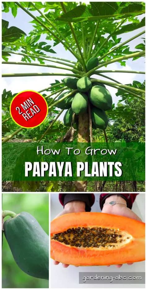How To Grow Papaya From Seeds An Easy Guide With Bonus Tips
