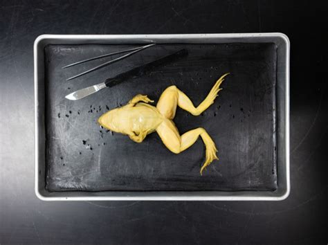 High School Dissections Are A Science Class Tradition But Are They
