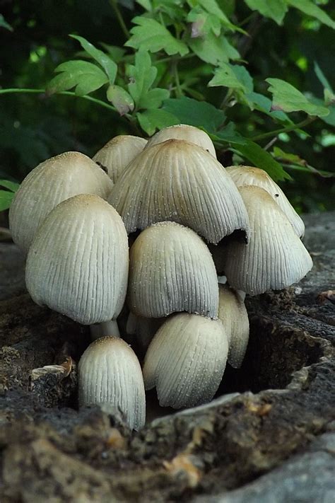 Free Images Nature Botany Fungus Fungi Bolete Agaricus Macro