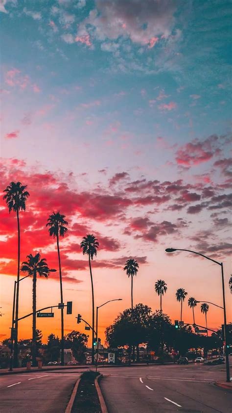 Pink Sunset Exuberant Palm Trees In The City For Your