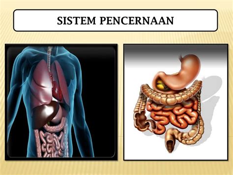 Anatomi Fisiologi Sistem Pencernaan Ppt Homecare