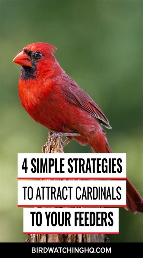 6 Proven Ways To Attract Cardinals To Feeders 2023 Backyard Birds