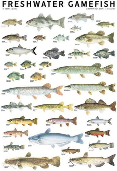 Eastern Gamefish Poster Identification Chart Ph