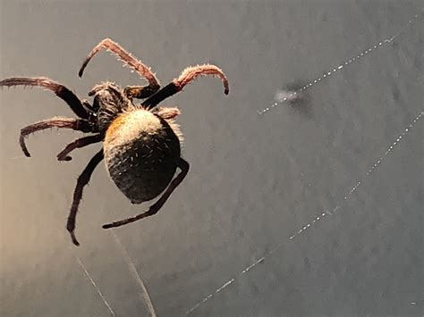 Unidentified Spider In Miami Florida United States