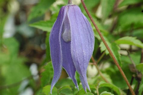 Bears nodding, bell shaped, blue flowers with white centres borne on the previous years shoots. Blue Dancer | Clematis alpina 'Blue Dancer' online kaufen