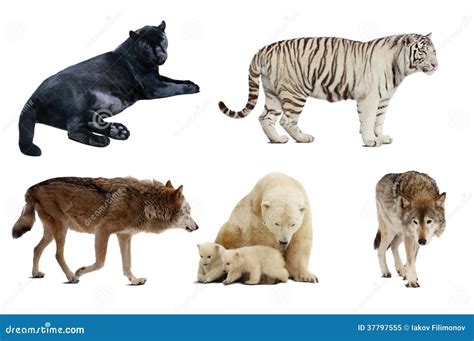 Set Of Carnivora Mammal Isolated Over White Royalty Free Stock Photo