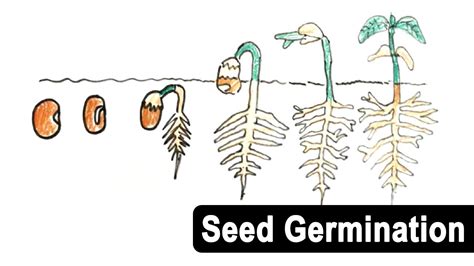 How To Draw Seed Germination Bean Seed Icse Cambridge Science Class