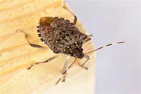 What Attracts Stink Bugs Into Your House Erlene Savage
