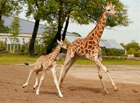 Sanyu A Five Day Old Baby Rothschild Giraffe Takes Its First Steps