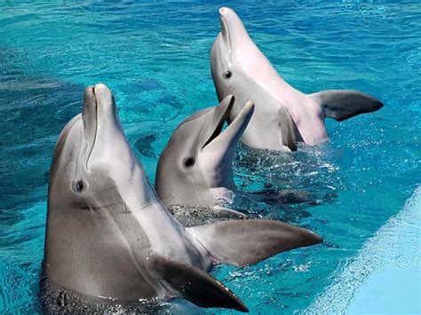 Dolphin Varieties 12 Different Types Of Dolphin Species With Pics And Facts