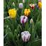 Discover The Beauty Of Rembrandt Tulips  Longfield Gardens