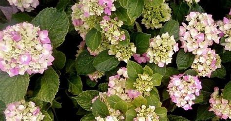 W And W Nursery And Landscaping Hydrangea Care