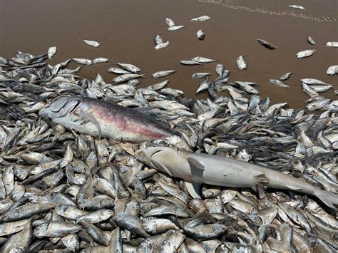 Thousands Of Dead Fish Wash Up On Beach On Texas Gulf Coast United