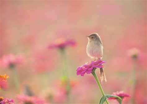 Animals Plants Flowers Birds Wallpapers Hd Desktop And