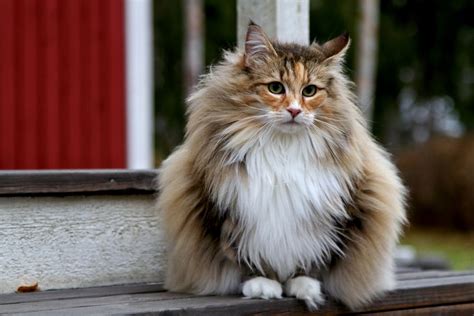 Extra Large Domestic Cat Breeds Pets Lovers