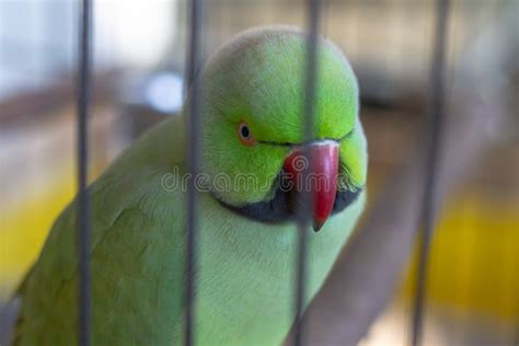 Sad Green Parrot In A Cage In Captivity Stock Image Image Of Small