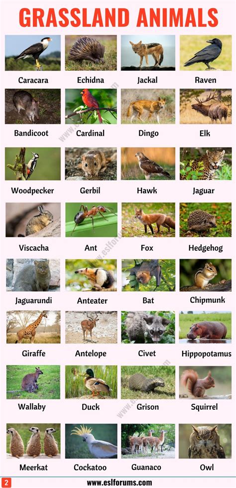 Grassland Animals And Plants Names