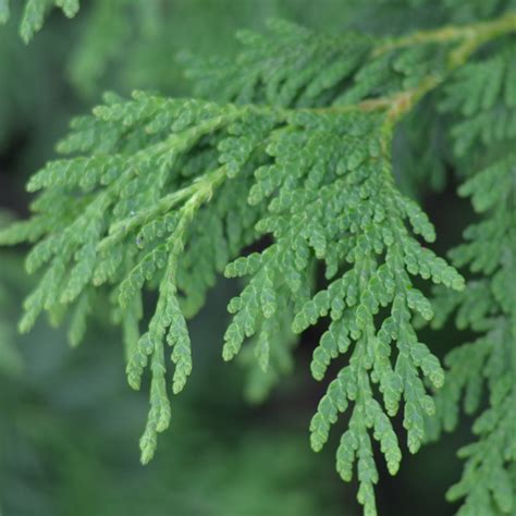 Eastern White Cedar Ontarioca