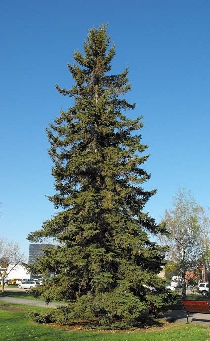 White Spruce Picea Glauca Tree Facts Habitat Uses Pictures