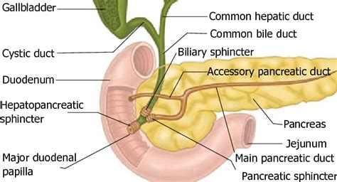 Etiologies Of Benign Biliary Strictures Right And Left Hepatic Ducts