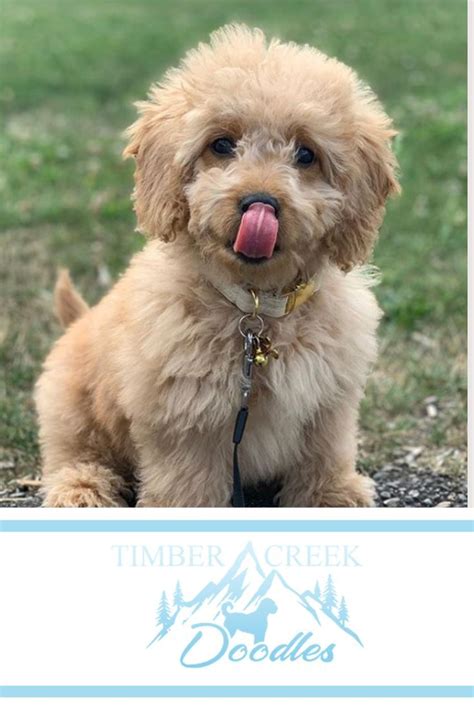 Our bernedoodle puppies for sale make an excellent companion and. We're dedicated to raising the best Mini Goldendoodle and ...