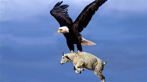 Most Deadly Eagles Attacks 2019 Golden Eagle Vs Goat
