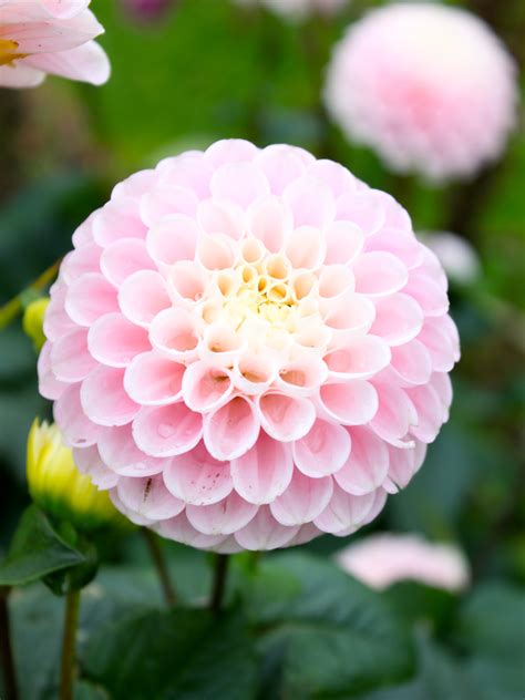 Pink Pom Pom Dahlia