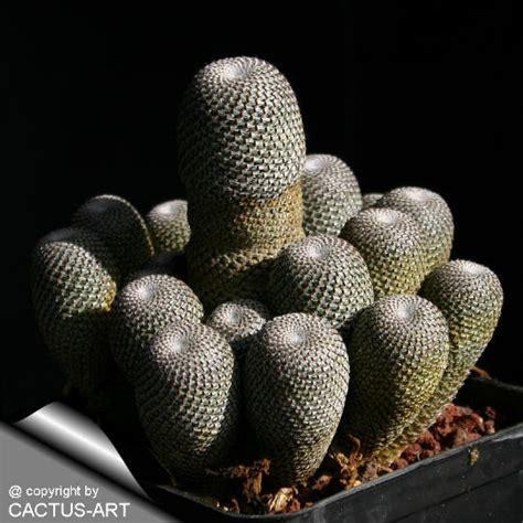 The columnar plant, the closer to the growing point, the more brilliant the red or fuchsia prickles. Rebutia heliosa