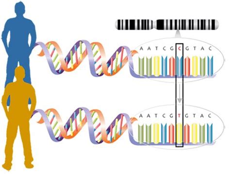 How Gene Mutations Change Your Ability To Taste Lesson Plan