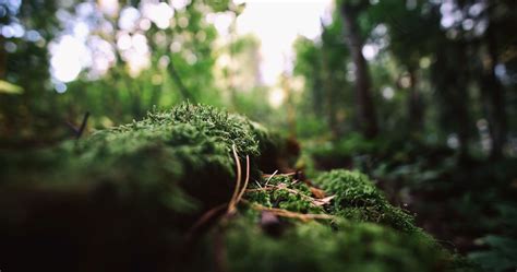 Wallpaper Sunlight Forest Depth Of Field Nature