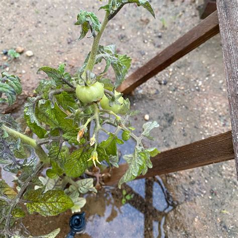 Check spelling or type a new query. Solanum Lycopersicum var. cerasiforme 'Husky Cherry Red ...