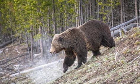 Yellowstone Records First Grizzly Bear Sighting Of 2021