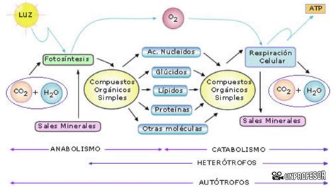 Diferencia Y Relación Entre Anabolismo Y Catabolismo Youtube