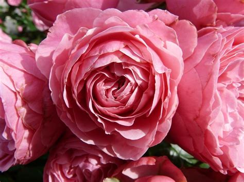 Free Photo Rose Pink Rose Flower Roses Free Image On Pixabay 8216