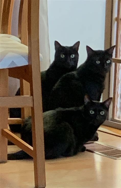 allegedly a writer — Friday the 13th is Black Cat ...
