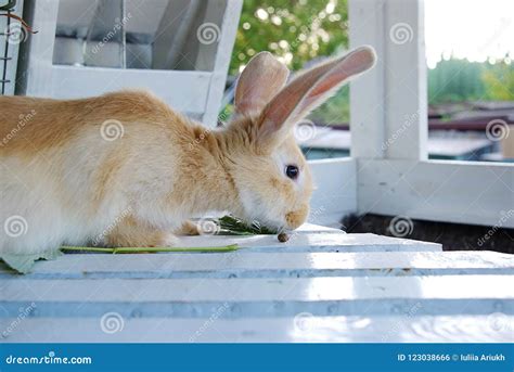 Cute Yellow Rabbit Stock Photo Image Of Isolated Amazing 123038666