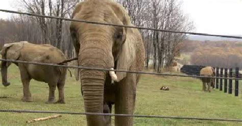Inside The Pittsburgh Zoos Elephant Conservation Center Cbs Pittsburgh
