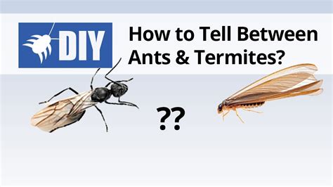 Winged Termites Identification