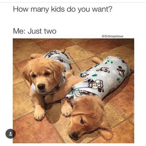 40 Funny And Cute Dog Memes That Will Cure Your Soul