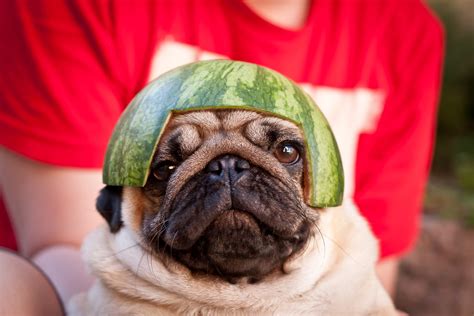 Pug In Melon Helmet 02 Boris The Pug In A Melon Helmet Mad Flickr