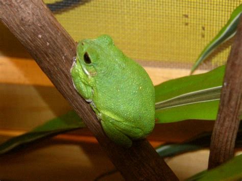 American Green Tree Frog Facts And Pictures