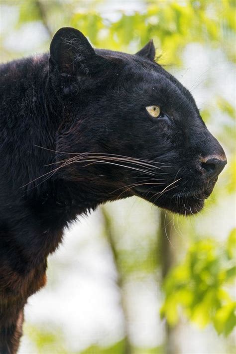 Profile of Blacky | Black jaguar animal, Jaguar animal, Animals wild
