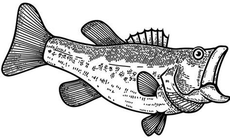 Smallmouth Bass Cartoon Choose Your Favorite Smallmouth Bass Designs