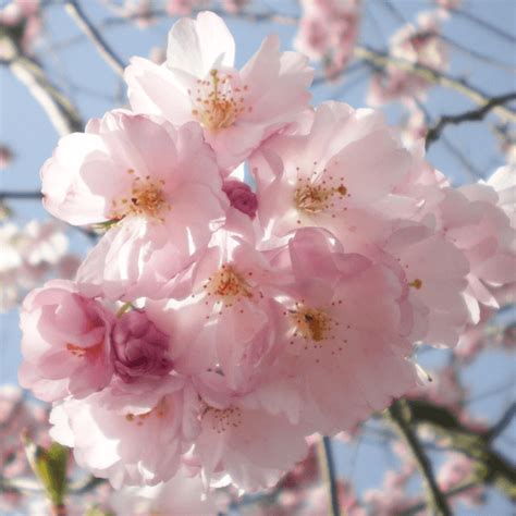 The texas everbearing fig tree and the alma fig trees are two very successful fruit producing trees to plant in texas. Prunus 'Fragrant Cloud' | Flowering Cherry Tree
